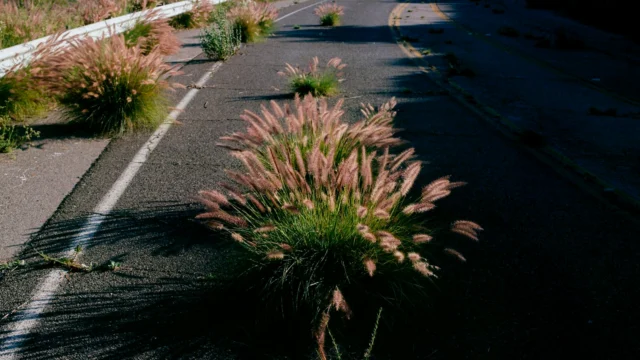 Grasses growing through cracks in an abandoned road