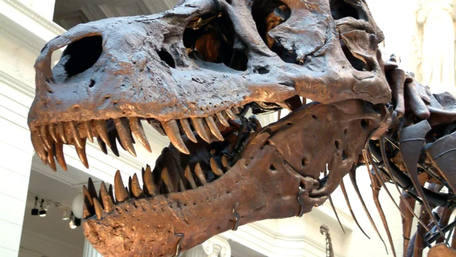 Dinosaur Skeleton Auction (illustrative image)