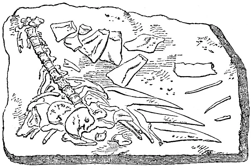 Ancient Bones Fossils (illustrative image)